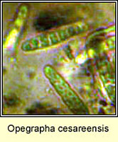 Opegrapha cesareensis, ascospores