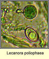 Lecanora poliophaea, spore