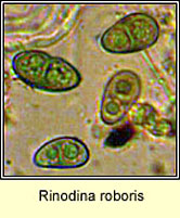 Rinodina roboris