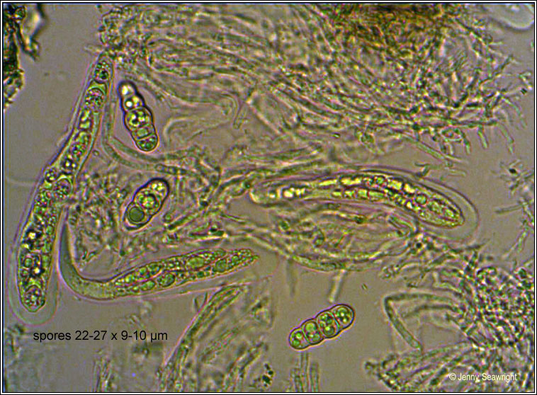 Arthopyrenia platypyrenia