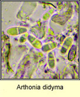 Arthonia didyma, ascospore