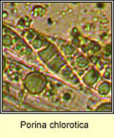 Porina chlorotica