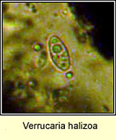 Verrucaria halizoa