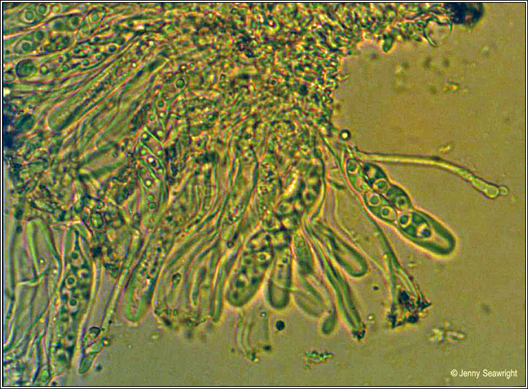 Caloplaca citrina