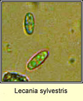 Lecania sylvestris