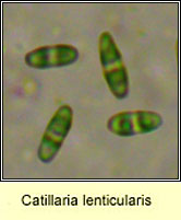 Catillaria lenticularis