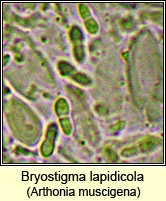 Arthonia muscigena