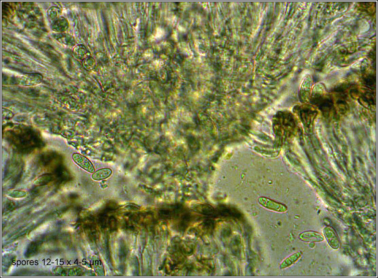 Lecanora hagenii