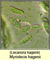 Lecanora hagenii