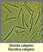 Bacidia caligans