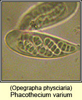 Opegrapha physciaria