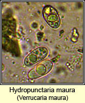 Verrucaria maura