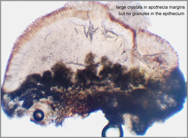 Lecanora argentata