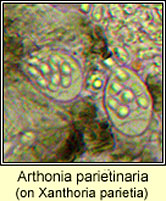 Arthonia parietinaria on Xanthoria