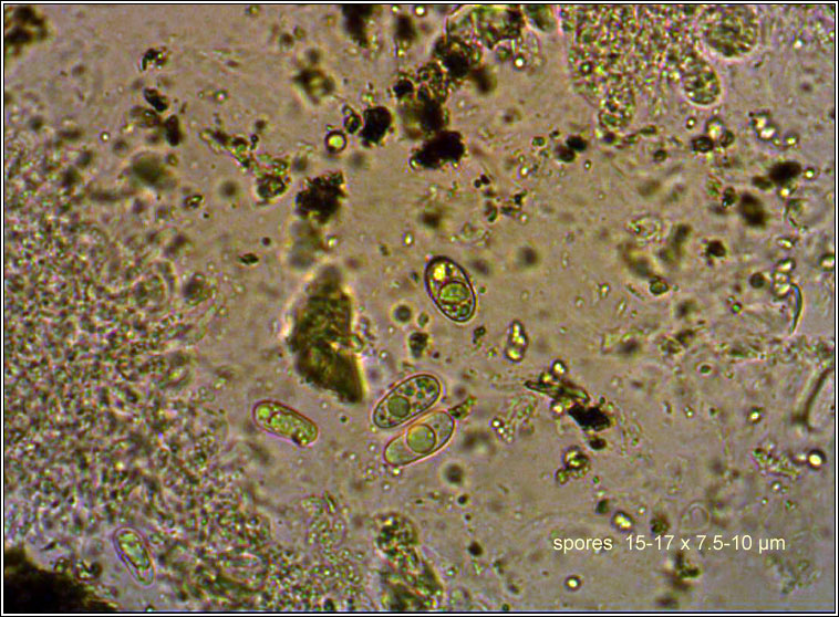 Verrucaria maura, spores