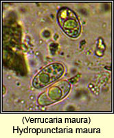 Verrucaria maura