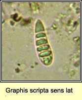 Graphis scripta