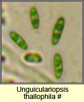 Unguiculariopsis thallophila