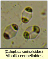 Athallia cerinelloides, Caloplaca cerinelloides