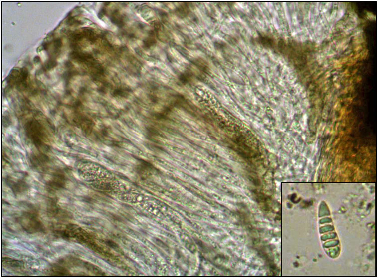 Graphis scripta,micro photo