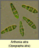 Opegrapha atra