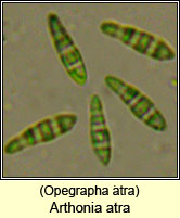 Opegrapha atra