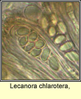 Lecanora chlarotera