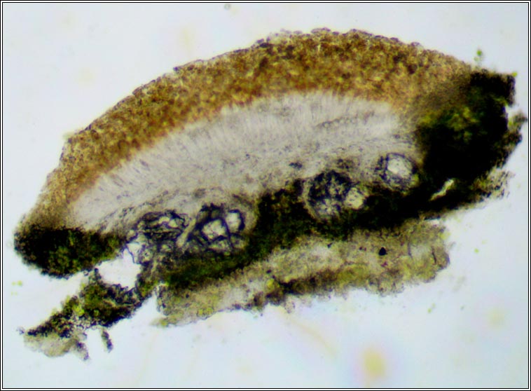 Lecanora chlarotera