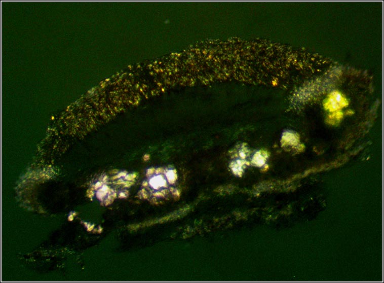 Lecanora chlarotera