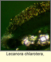 Lecanora chlarotera