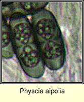 Physcia aipolia, spores
