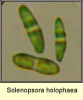 Solenopsora holophaea