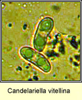 Candelariella vitellina