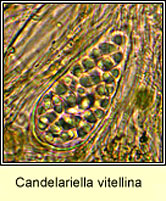 Candelariella vitellina