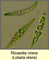 Lobaria virens, spore