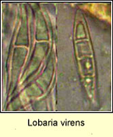 Lobaria virens, spores