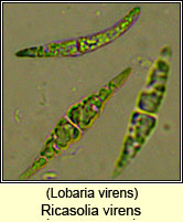 Lobaria virens