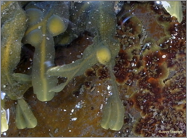 Fucus vesiculosus, Bladder wrack