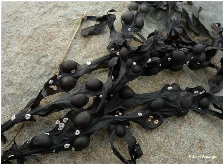 Fucus vesiculosus, Bladder wrack