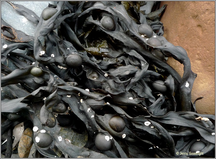 Fucus vesiculosus, Bladder wrack