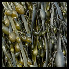 Ascophyllum nodosum, Knotted wrack