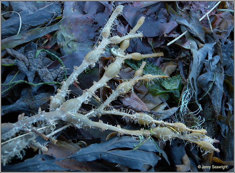 Ascophyllum nodosum, Knotted wrack