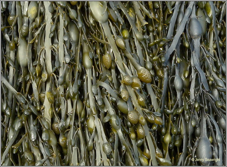 Ascophyllum nodosum, Knotted wrack