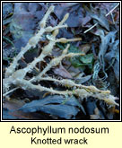 Ascophyllum nodosum, Knotted wrack