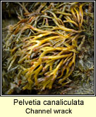 Pelvetia canaliculata, Channelled wrack