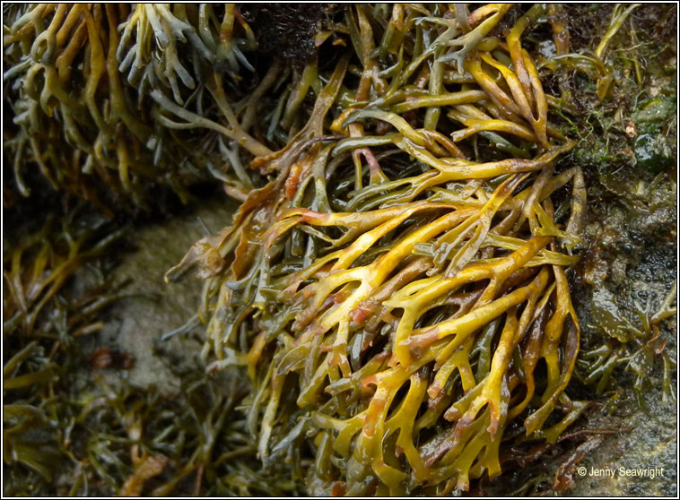 Pelvetia canaliculata, Channelled wrack