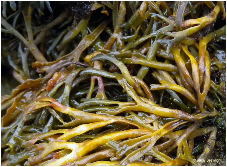 Pelvetia canaliculata, Channelled wrack