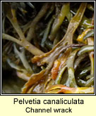 Pelvetia canaliculata, Channelled wrack