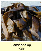 Laminaria sp, Kelp