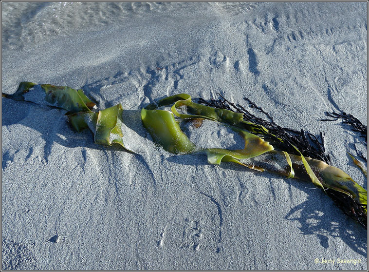 Laminaria sp, Kelp